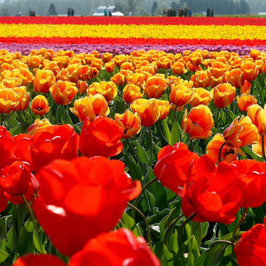 Tiptoe through the Tulips of Washington