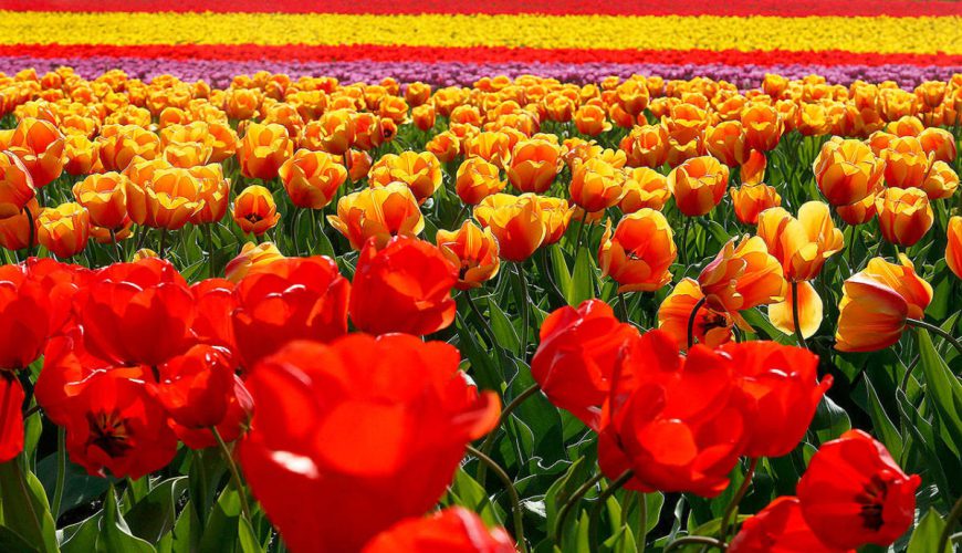 Tiptoe through the Tulips of Washington