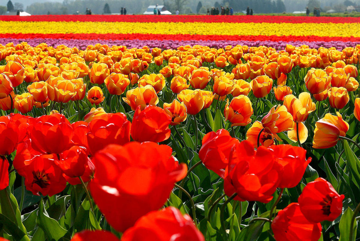 Tiptoe through the Tulips of Washington